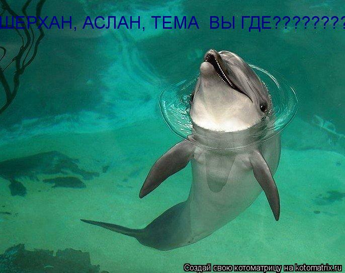 ШЕРХАН, АСЛАН, ТЕМА ВЫ ГДЕ?????????... Котоматрица: ШЕРХАН, АСЛАН, ТЕМА ВЫ ГДЕ?????????