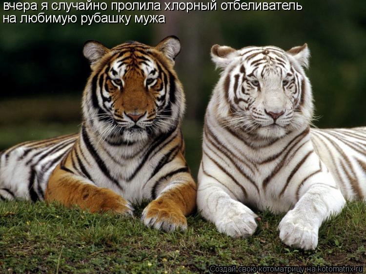 вчера я случайно пролила хлорный отбеливатель на любимую рубашку мужа... Котоматрица: вчера я случайно пролила хлорный отбеливатель на любимую рубашку мужа