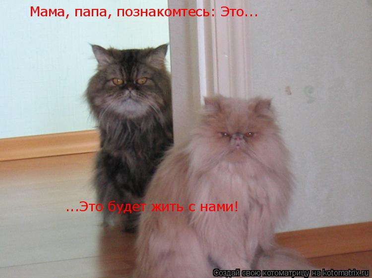 Мама, папа, познакомтесь: Это... ...Это будет жить с нами!... Котоматрица: Мама, папа, познакомтесь: Это... ...Это будет жить с нами!