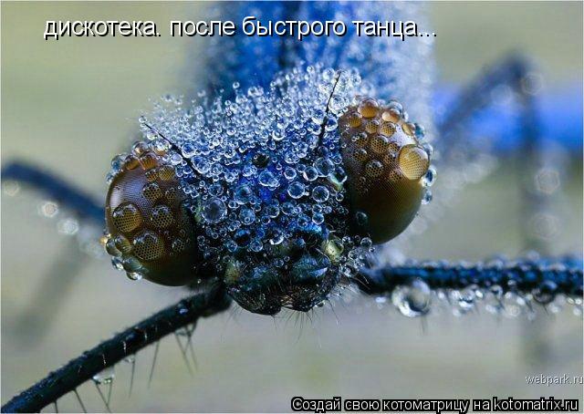 дискотека. после быстрого танца...... Котоматрица: дискотека. после быстрого танца...