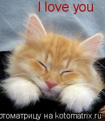 I love you... Котоматрица: I love you