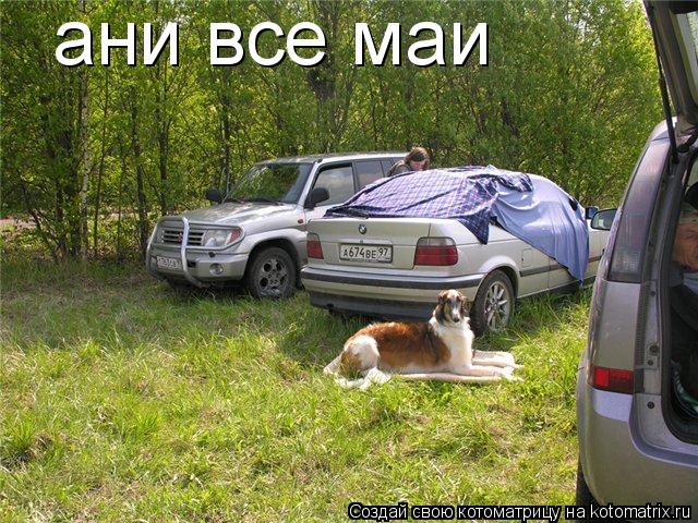 ани все маи... Котоматрица: ани все маи