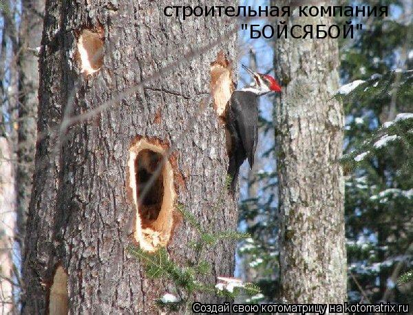 строительная компания "БОЙСЯБОЙ"... Котоматрица: строительная компания "БОЙСЯБОЙ"
