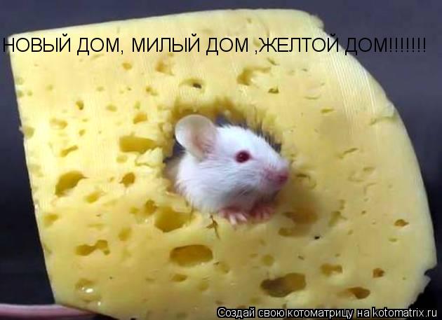 НОВЫЙ ДОМ, МИЛЫЙ ДОМ ,ЖЕЛТОЙ ДОМ!!!!!!!... Котоматрица: НОВЫЙ ДОМ, МИЛЫЙ ДОМ ,ЖЕЛТОЙ ДОМ!!!!!!!