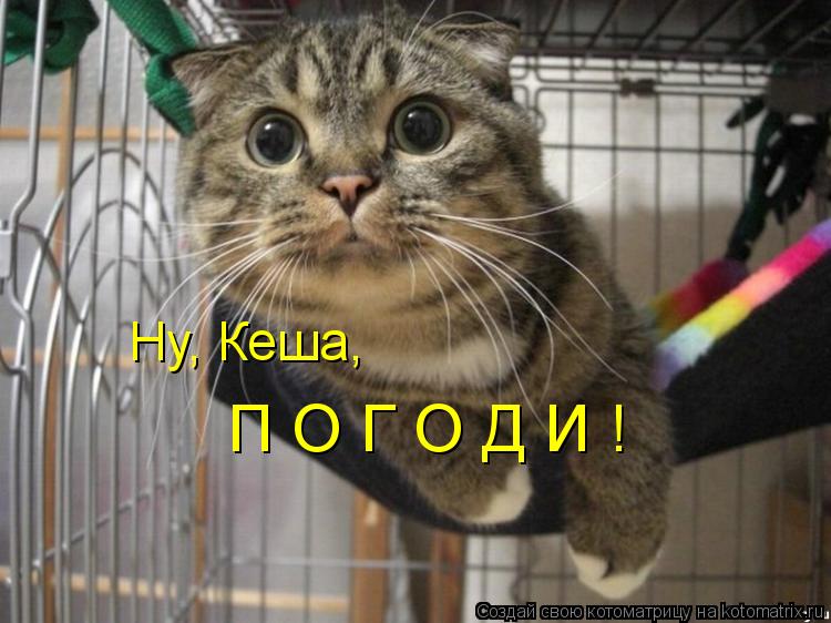 Ну, Кеша, П О Г О Д И !... Котоматрица: Ну, Кеша, П О Г О Д И !