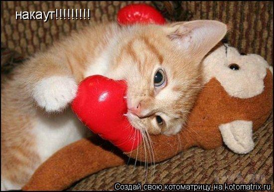 накаут!!!!!!!!!... Котоматрица: накаут!!!!!!!!!