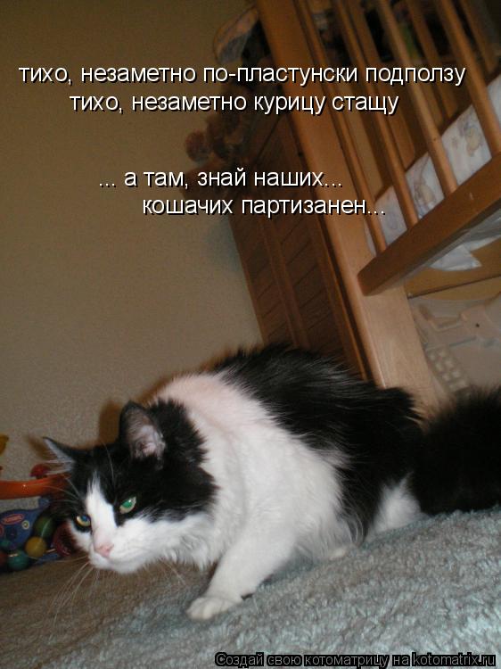 тихо, незаметно по-пластунски подползу тихо, незаметно курицу стащу ... а там, знай наших... кошачих ... Котоматрица: тихо, незаметно по-пластунски подползу тихо, незаметно курицу стащу ... а там, знай наших... кошачих партизанен...