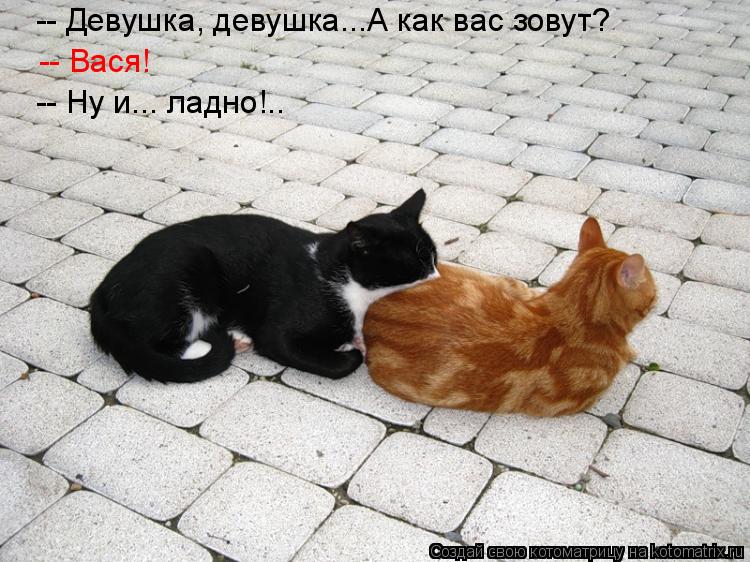 Котоматрица: -- Девушка, девушка...А как вас зовут? -- Вася! -- Ну и... ладно!..