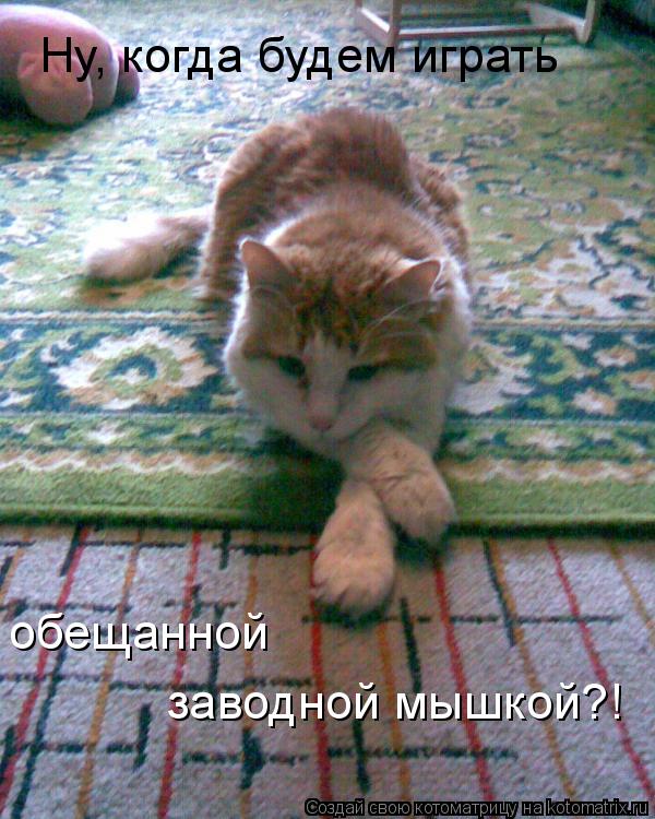 Ну, когда будем играть обещанной заводной мышкой?!... Котоматрица: Ну, когда будем играть обещанной заводной мышкой?!
