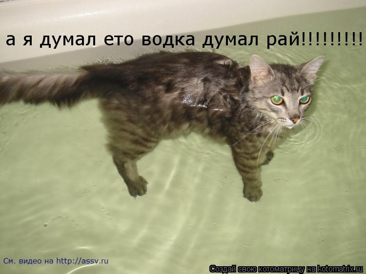 а я думал ето водка думал рай!!!!!!!!!!... Котоматрица: а я думал ето водка думал рай!!!!!!!!!!