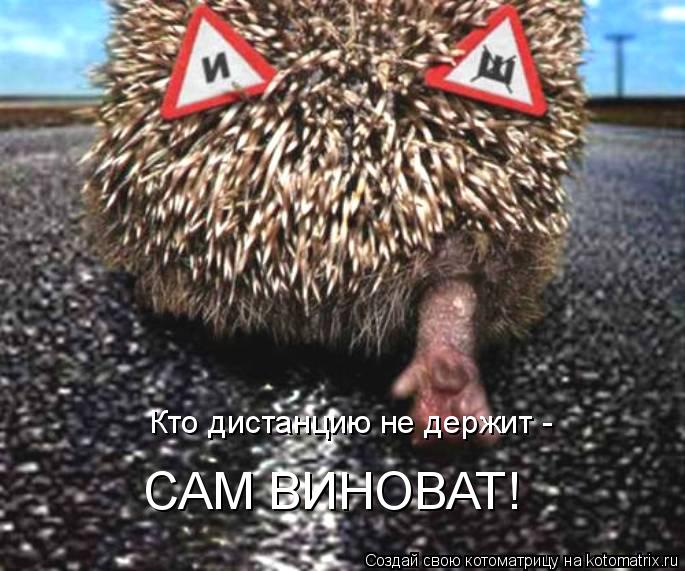 Кто дистанцию не держит - САМ ВИНОВАТ!... Котоматрица: Кто дистанцию не держит - САМ ВИНОВАТ!