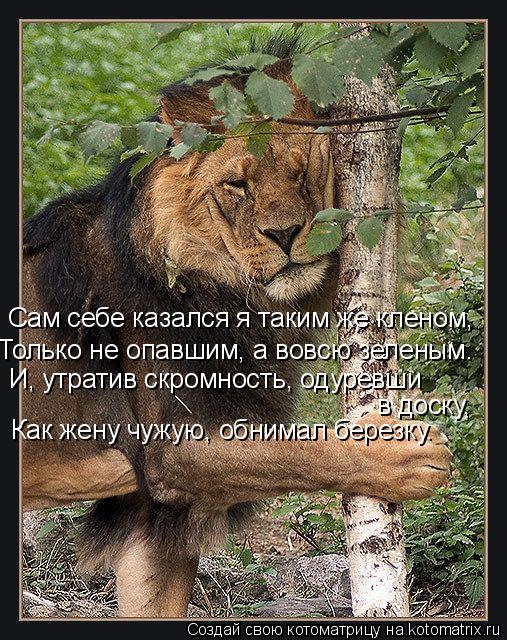 Сам себе казался я таким же кленом, Только не опавшим, а вовсю зеленым. И, утратив скромность, одурев... Котоматрица: Сам себе казался я таким же кленом, Только не опавшим, а вовсю зеленым. И, утратив скромность, одуревши в доску, Как жену чужую, обнимал берез