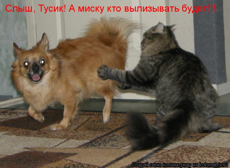 Слыш, Тусик! А миску кто вылизывать будет!!!... Котоматрица: Слыш, Тусик! А миску кто вылизывать будет!!!