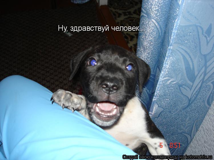 Ну, здравствуй человек...... Котоматрица: Ну, здравствуй человек...