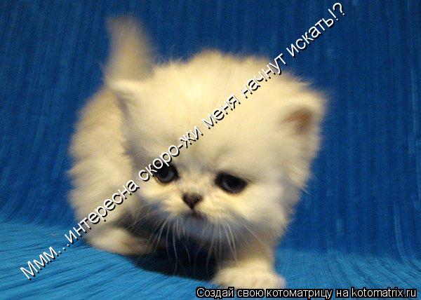 Котоматрица: Ммм...интересна скоро-жи меня начнут искать!?