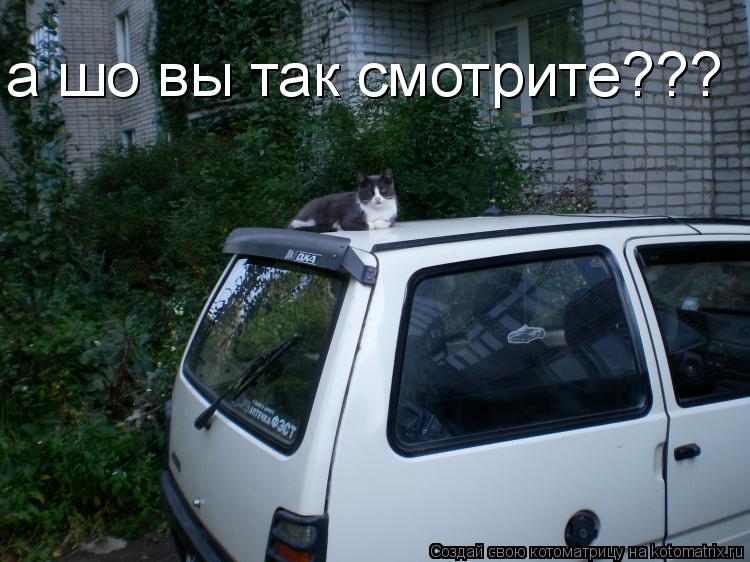 а шо вы так смотрите???... Котоматрица: а шо вы так смотрите???