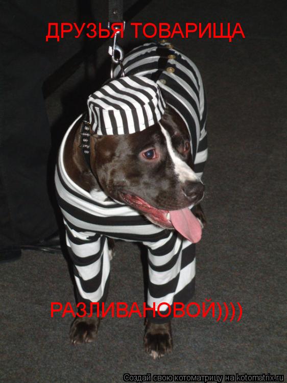 ДРУЗЬЯ ТОВАРИЩА РАЗЛИВАНОВОЙ))))... Котоматрица: ДРУЗЬЯ ТОВАРИЩА РАЗЛИВАНОВОЙ))))