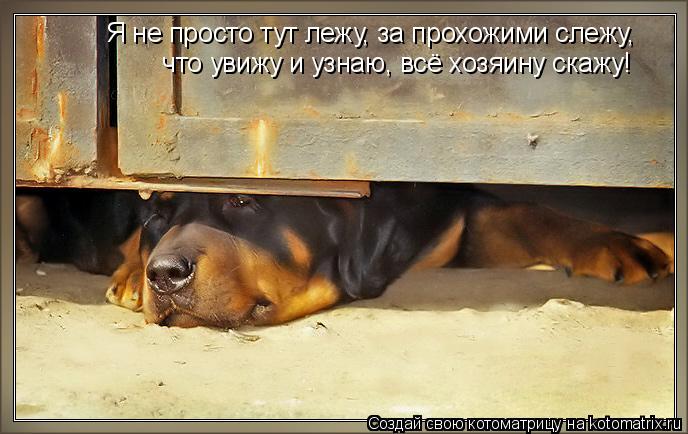 Я не просто тут лежу, за прохожими следу, Я не просто тут лежу, за прохожими слежу, что увижу и узн... Котоматрица: Я не просто тут лежу, за прохожими следу, Я не просто тут лежу, за прохожими слежу, что увижу и узнаю, всё хозяину скажу!