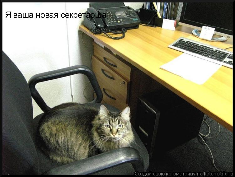 Я ваша новая секретарша... Котоматрица: Я ваша новая секретарша