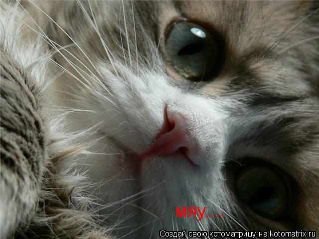 мяу....... Котоматрица: мяу....