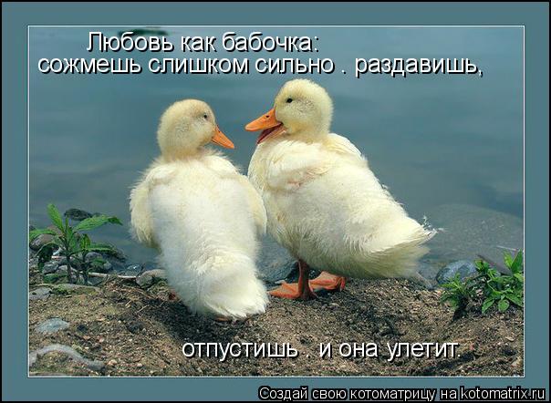 Любовь как бабочка: сожмешь слишком сильно — раздавишь, отпустишь — и она улетит.... Котоматрица: Любовь как бабочка: сожмешь слишком сильно — раздавишь, отпустишь — и она улетит.
