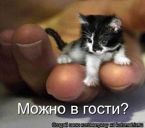Можно в гости?... Котоматрица: Можно в гости?