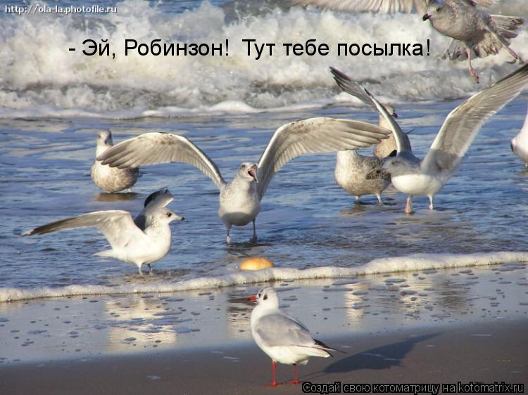 - Эй, Робинзон! Тут тебе посылка!... Котоматрица: - Эй, Робинзон! Тут тебе посылка!