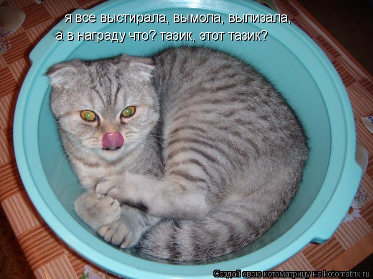 а в награду что? тазик, этот тазик? я все выстирала, вымола, вылизала,... Котоматрица: а в награду что? тазик, этот тазик? я все выстирала, вымола, вылизала,