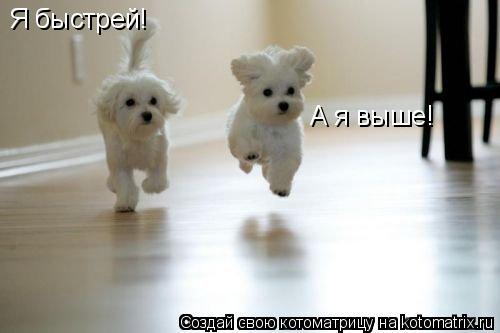 Я быстрей! А я выше!... Котоматрица: Я быстрей! А я выше!