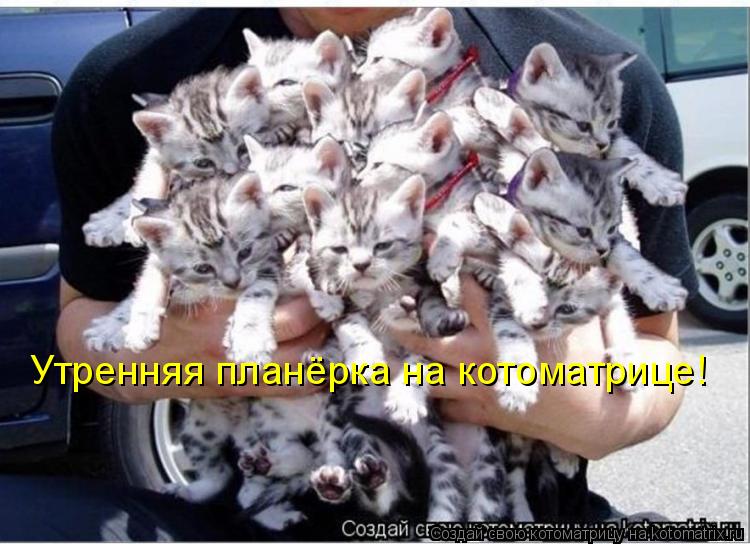 Утренняя планёрка на котоматрице!... Котоматрица: Утренняя планёрка на котоматрице!