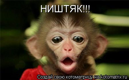 НИШТЯК!!!... Котоматрица: НИШТЯК!!!