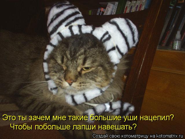 Это ты зачем мне такие большие уши нацепил? Чтобы побольше лапши навешать?... Котоматрица: Это ты зачем мне такие большие уши нацепил? Чтобы побольше лапши навешать?
