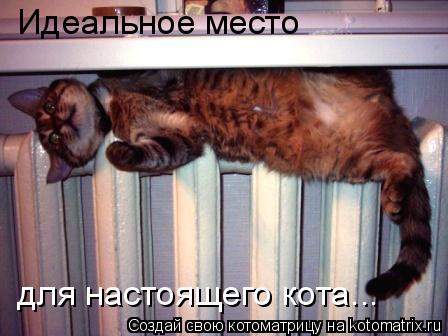 Идеальное место для настоящего кота...... Котоматрица: Идеальное место для настоящего кота...