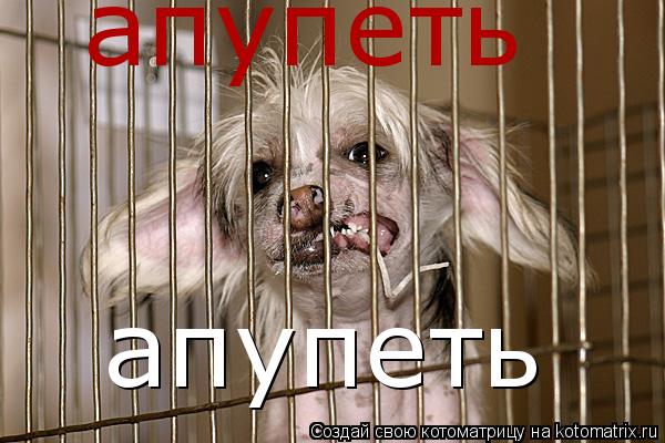 апупеть апупеть... Котоматрица: апупеть апупеть