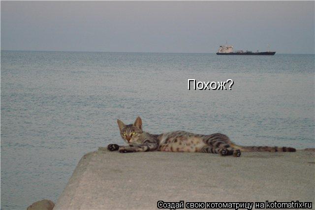 Похож?... Котоматрица: Похож?