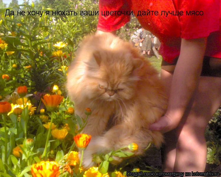 Да не хочу я нюхать ваши цветочки, дайте лучше мясо... Котоматрица: Да не хочу я нюхать ваши цветочки, дайте лучше мясо