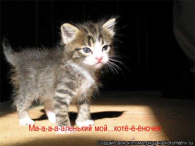 Ма-а-а-а-аленький мой...котё-ё-ёночек Ма-а-а-а-аленький мой...котё-ё-ёночек... Котоматрица: Ма-а-а-а-аленький мой...котё-ё-ёночек Ма-а-а-а-аленький мой...котё-ё-ёночек