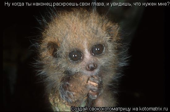 Ну когда ты наконец раскроешь свои глаза, и увидишь, что нужен мне?... Котоматрица: Ну когда ты наконец раскроешь свои глаза, и увидишь, что нужен мне?
