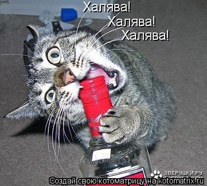 Халява! Халява! Халява!... Котоматрица: Халява! Халява! Халява!