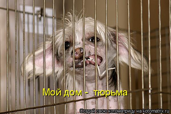 Мой дом - тюрьма... Котоматрица: Мой дом - тюрьма