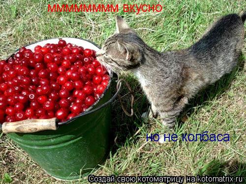 мммммммм вкусно но не колбаса... Котоматрица: мммммммм вкусно но не колбаса