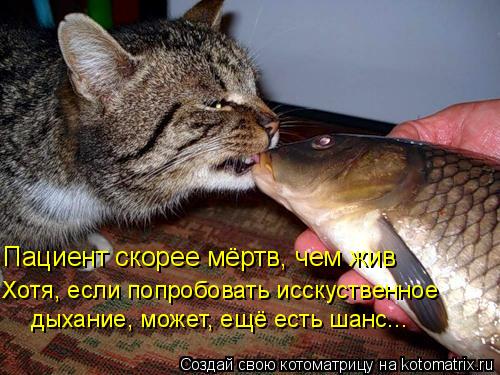 Пациент скорее мёртв, чем жив Хотя, если попробовать исскуственное дыхание, может, ещё есть шанс...... Котоматрица: Пациент скорее мёртв, чем жив Хотя, если попробовать исскуственное дыхание, может, ещё есть шанс...