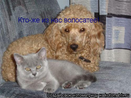 Кто-же из нас волосатее!... Котоматрица: Кто-же из нас волосатее!