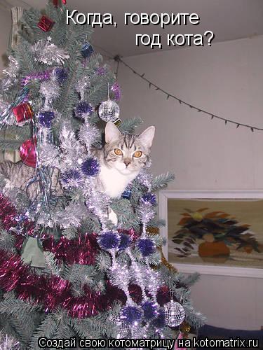 Когда, говорите год кота?... Котоматрица: Когда, говорите год кота?