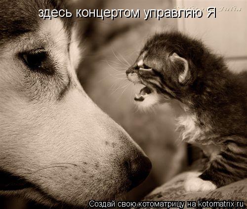 здесь концертом управляю Я... Котоматрица: здесь концертом управляю Я