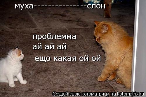 муха---------------слон проблемма ай ай ай ещо какая ой ой... Котоматрица: муха---------------слон проблемма ай ай ай ещо какая ой ой