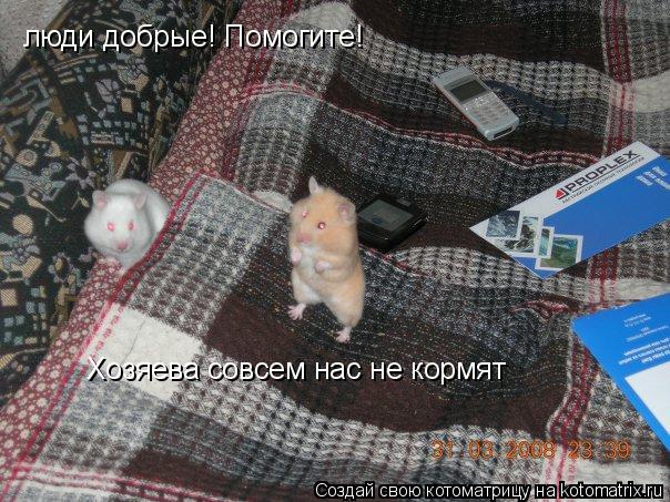 люди добрые! Помогите! Хозяева совсем нас не кормят... Котоматрица: люди добрые! Помогите! Хозяева совсем нас не кормят