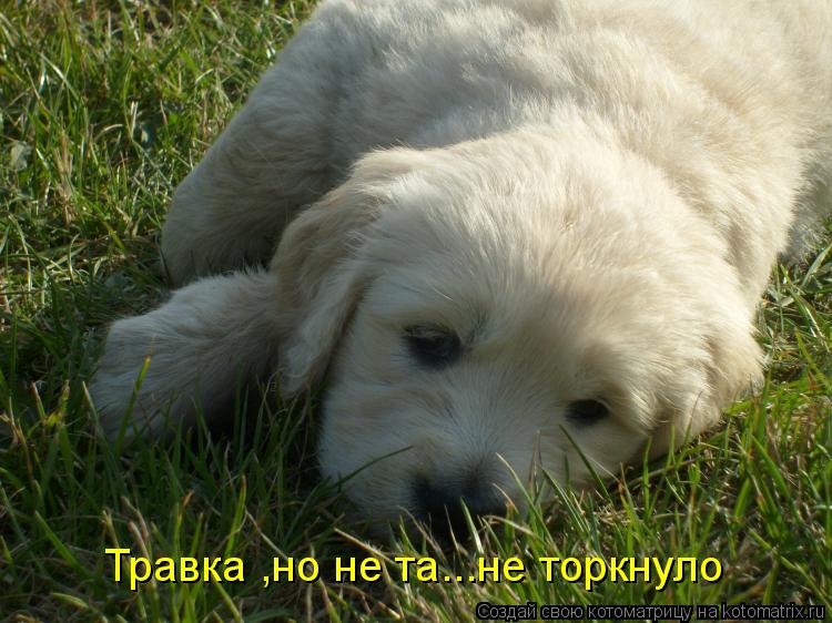 Травка ,но не та...не торкнуло... Котоматрица: Травка ,но не та...не торкнуло