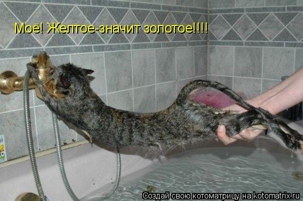 Моё! Желтое-значит золотое!!!!... Котоматрица: Моё! Желтое-значит золотое!!!!