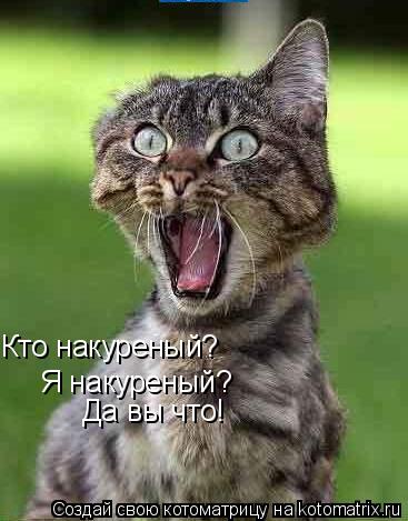 Кто накуреный? Я накуреный? Да вы что!... Котоматрица: Кто накуреный? Я накуреный? Да вы что!